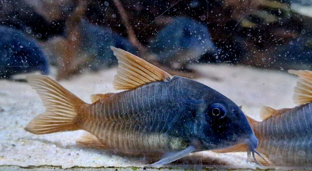 Poisson Corydoras 