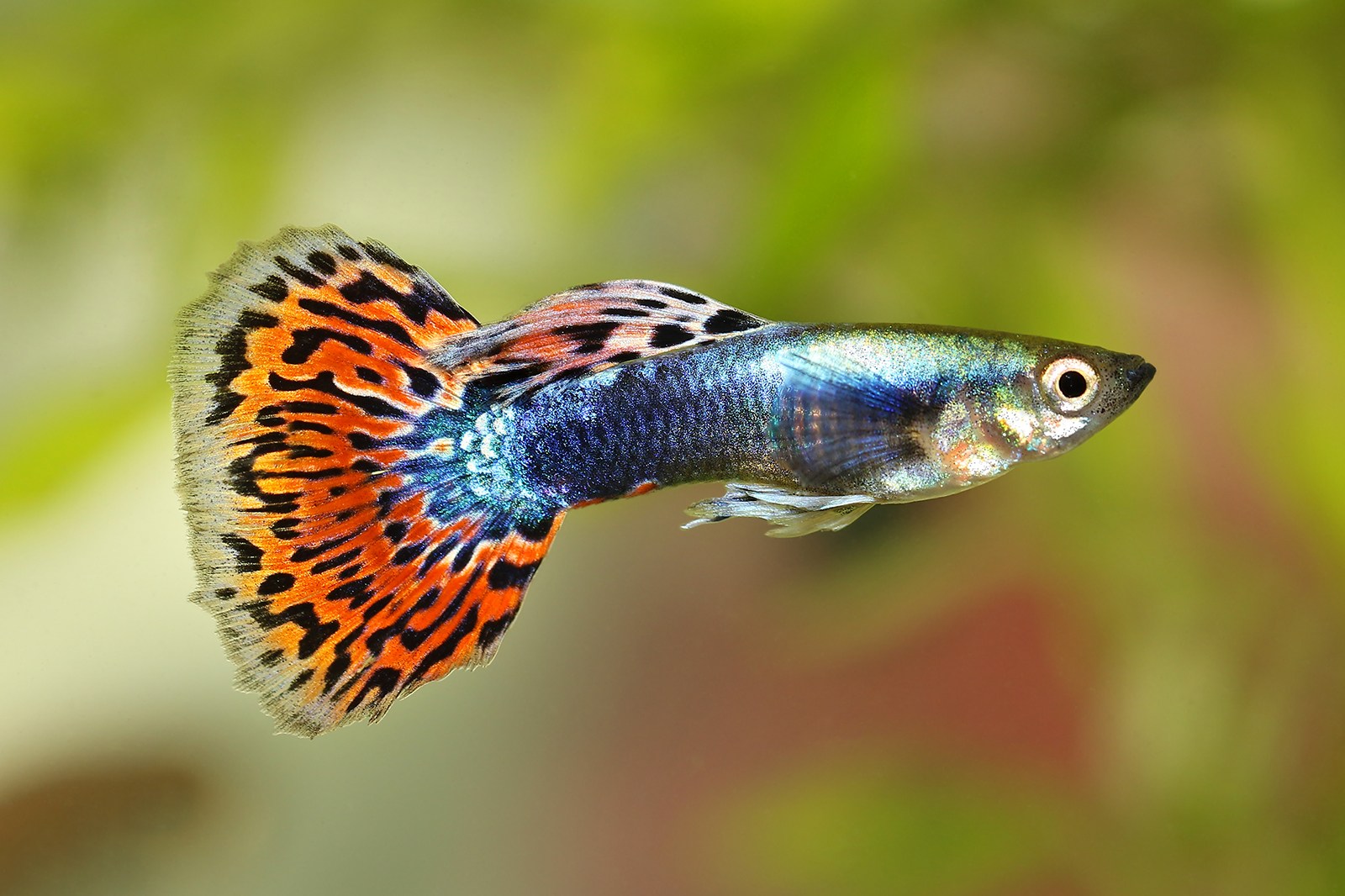  Poecilia reticulata