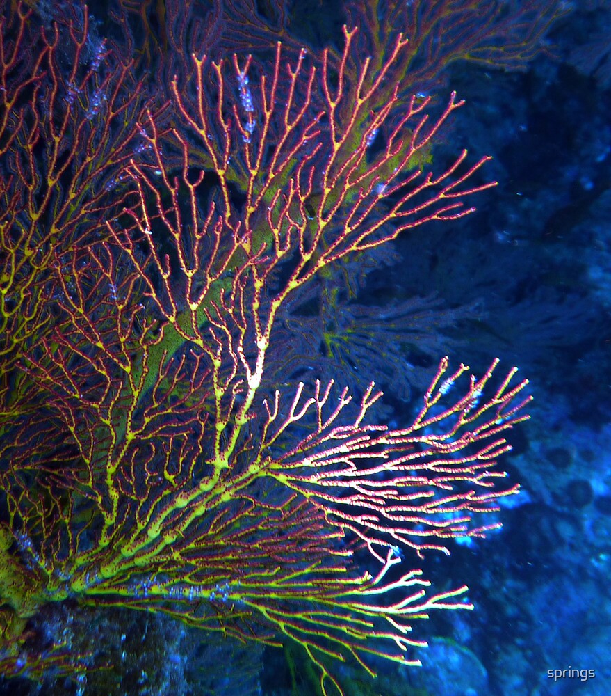 Red Sea Fan